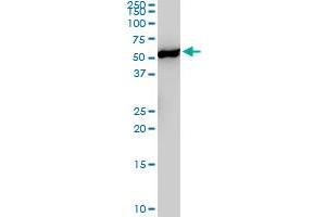 YES1 monoclonal antibody (M02), clone 3C6. (YES1 antibody  (AA 1-80))