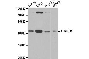 Western Blotting (WB) image for anti-AlkB, Alkylation Repair Homolog 1 (ALKBH1) antibody (ABIN1882367) (ALKBH1 antibody)
