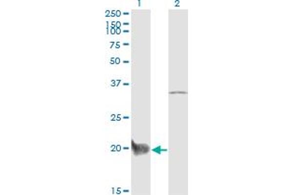 CEBPG antibody  (AA 1-150)