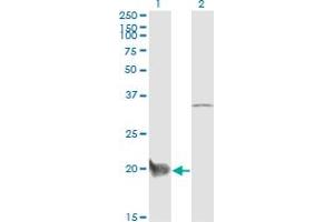 Western Blot analysis of CEBPG expression in transfected 293T cell line by CEBPG monoclonal antibody (M03), clone S2.