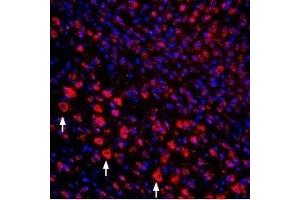 Expression of proNGF in mouse cortexImmunohistochemical staining of perfusion-fixed mouse brain frozen sections using Guinea pig Anti-proNGF Antibody (ABIN7043555, ABIN7045386 and ABIN7045387), (1:400), followed by goat-anti-guinea pig-Cy3. (Nerve Growth Factor (NGF) Peptide)