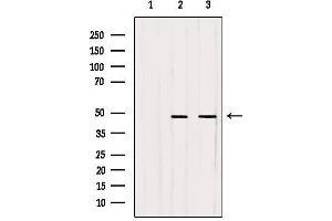 Western blot analysis of extracts from various samples, using WDR18 Antibody. (WDR18 antibody  (Internal Region))