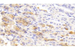 Detection of ENA78 in Mouse Stomach Tissue using Polyclonal Antibody to Epithelial Neutrophil Activating Peptide 78 (ENA78) (CXCL5 antibody  (AA 41-132))