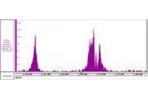 Histone H3K4me3 recombinant antibody (rAb) tested by ChIP-Seq  Chromatin immunoprecipitation (ChIP) was performed using the  High Sensitivity Kit  with 30 µg of human acute myelocytic leukemia chromatin and 4 µg of  Histone H3K4me3 antibody. (Recombinant Histone 3 antibody  (H3K4me3))