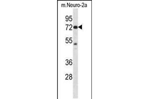Western blot analysis in Neuro-2a cell line lysates (35ug/lane). (PAK4 antibody  (AA 187-216))