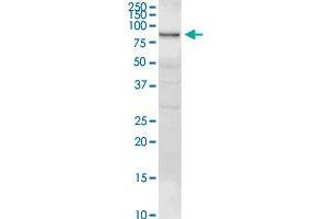 GSN MaxPab rabbit polyclonal antibody. (Gelsolin antibody  (AA 1-782))