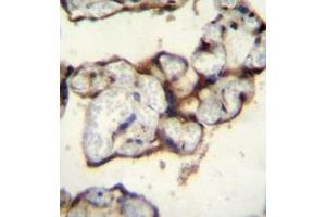 Immunohistochemistry analysis in formalin fixed and paraffin embedded human placenta tissue reacted with AP53340PU-N, which was peroxidase conjugated to the secondary antibody and followed by DAB staining. (PLCXD2 antibody  (Middle Region))