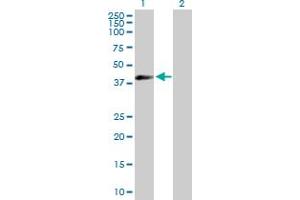 Western Blot analysis of EIF3G expression in transfected 293T cell line by EIF3G MaxPab polyclonal antibody.