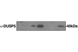 This image was kindly submitted by a Graduate Student at The Scripps Research Institute. (DUSP5 antibody  (AA 221-320))