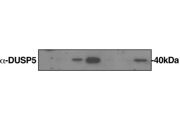 DUSP5 antibody  (AA 221-320)