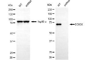 Western blotting analysis using DDX3X antibody (ABIN7798286). (DDX3X antibody)