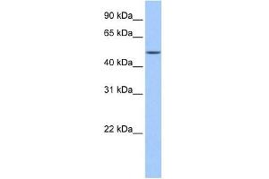 FAAH2 antibody used at 1 ug/ml to detect target protein.