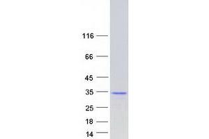 Validation with Western Blot (PID1 Protein (Transcript Variant 2) (Myc-DYKDDDDK Tag))