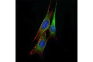 Immunofluorescence analysis of NIH/3T3 cells using anti-ETS1 mAb (green). (ETS1 antibody)