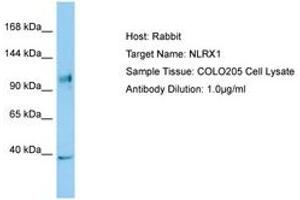 Image no. 1 for anti-NLR Family Member X1 (NLRX1) (C-Term) antibody (ABIN6749996) (NLRX1 antibody  (C-Term))