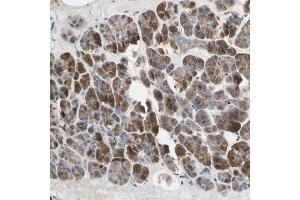 Immunohistochemical staining (Formalin-fixed paraffin-embedded sections) of human pancreas with AKAP9 polyclonal antibody  shows strong cytoplasmic positivity in exocrine glandular cells. (AKAP9 antibody  (AA 963-1110))