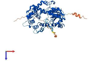 AlphaFold protein structure predicition of Human Recombinant MSS51 Protein, UniprotID Q4VC12