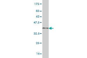 Western Blot detection against Immunogen (36.