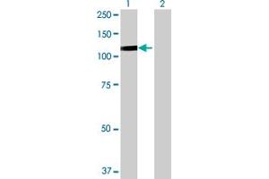Western Blot analysis of DDX54 expression in transfected 293T cell line by DDX54 MaxPab polyclonal antibody.