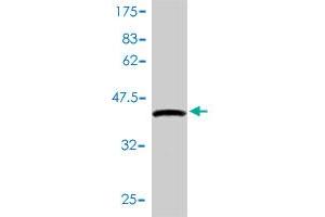 Western Blot detection against Immunogen (41. (ALKBH3 antibody  (AA 1-139))