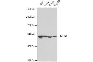 Western blot analysis of extracts of various cell lines using MEIS1 Polyclonal Antibody at dilution of 1:1000. (MEIS1 antibody)