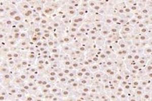 Immunohistochemistry (Paraffin-embedded Sections) (IHC (p)) image for anti-Exportin 7 (XPO7) antibody (ABIN7073901)