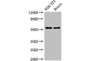 Western Blot Positive WB detected in: NIH/3T3 whole cell lysate, Mouse brain tissue All lanes: OLFM1 antibody at 2.
