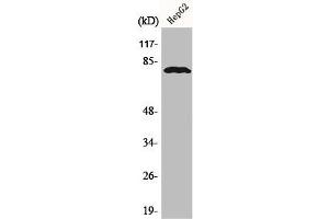 Western Blot analysis of HepG2 cells using ADAR2 Polyclonal Antibody (RED1 antibody  (Internal Region))