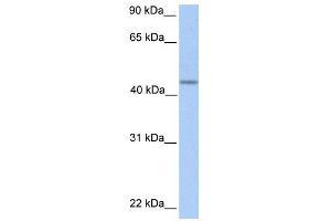 PNPLA5 antibody used at 1 ug/ml to detect target protein. (PNPLA5 antibody  (C-Term))