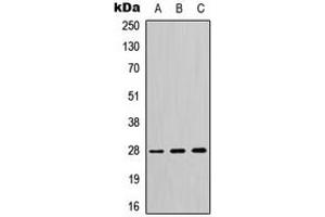 Western blot analysis of 14-3-3 theta/tau expression in HeLa (A), SP2/0 (B), H9C2 (C) whole cell lysates. (14-3-3 theta antibody  (C-Term))