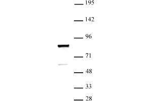ARID3A antibody (pAb) tested by Western blot. (ARID3A antibody  (C-Term))