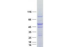 Validation with Western Blot (FLVCR2 Protein (Myc-DYKDDDDK Tag))