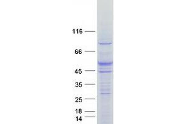 FLVCR2 Protein (Myc-DYKDDDDK Tag)
