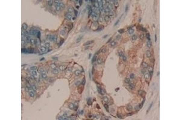 ADAMTS16 antibody  (AA 290-641)