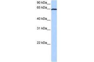 Western Blotting (WB) image for anti-Early B-Cell Factor 4 (EBF4) antibody (ABIN2463461)