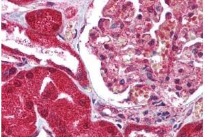 anti-Fas Apoptotic Inhibitory Molecule 3 (FAIM3) (C-Term) antibody