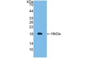 Figure. (Leptin antibody  (AA 29-160))