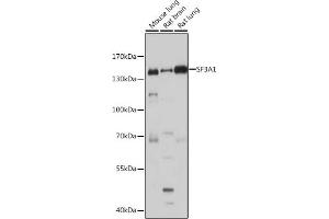 Western blot analysis of extracts of various cell lines, using SF3 antibody (ABIN1682670, ABIN3018893, ABIN3018894 and ABIN6220615) at 1:1000 dilution. (SF3A1 antibody  (AA 443-793))