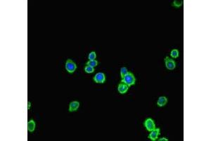 Immunofluorescent analysis of HepG2 cells using ABIN7153265 at dilution of 1:100 and Alexa Fluor 488-congugated AffiniPure Goat Anti-Rabbit IgG(H+L) (FGD5 antibody  (AA 269-539))