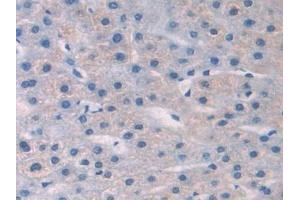 Detection of NGF in Human Liver Tissue using Polyclonal Antibody to Nerve Growth Factor (NGF) (Nerve Growth Factor antibody  (AA 19-239))