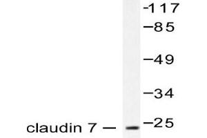 Image no. 1 for anti-Claudin 7 (CLDN7) antibody (ABIN265365) (Claudin 7 antibody)