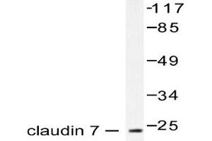 Image no. 1 for anti-Claudin 7 (CLDN7) antibody (ABIN265365)
