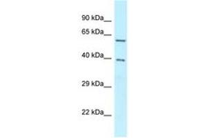 Image no. 1 for anti-BCL2-Associated Athanogene 4 (BAG4) (C-Term) antibody (ABIN6747945) (BAG4 antibody  (C-Term))