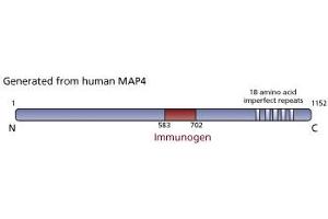 Image no. 1 for anti-Microtubule-Associated Protein 4 (MAP4) (AA 583-702) antibody (ABIN968326) (MAP4 antibody  (AA 583-702))