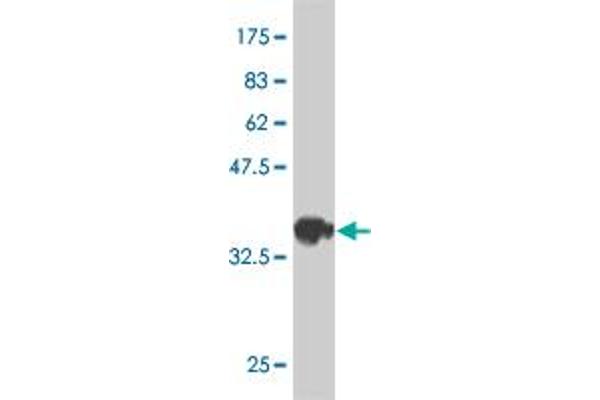 FGFR1OP2 antibody  (AA 62-169)