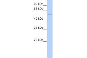 WB Suggested Anti-DCX Antibody Titration:  0. (Doublecortin antibody  (C-Term))