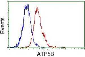 Image no. 1 for anti-ATP Synthase, H+ Transporting, Mitochondrial F1 Complex, beta Polypeptide (ATP5B) antibody (ABIN1496768) (ATP5B antibody)