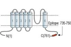 Representative domain view of the target of ABIN7885602.