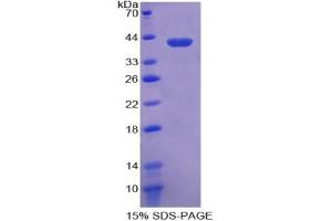 SDS-PAGE of Protein Standard from the Kit (Highly purified E. (CRYL1 ELISA Kit)