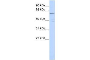 Western Blotting (WB) image for anti-Zinc Finger Protein 141 (ZNF141) antibody (ABIN2458313)